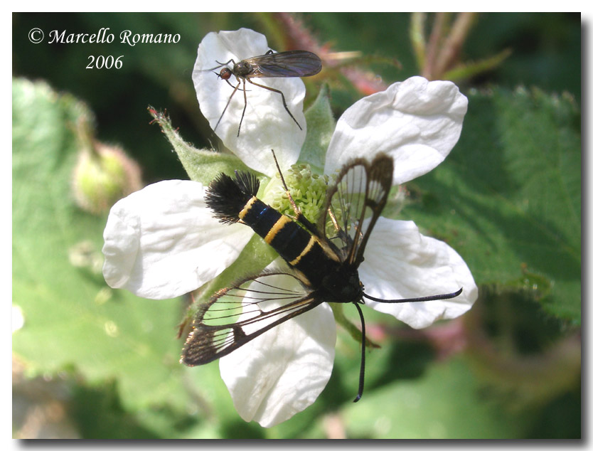 Synanthedon spuleri, una piccola Sesia poco fotografata